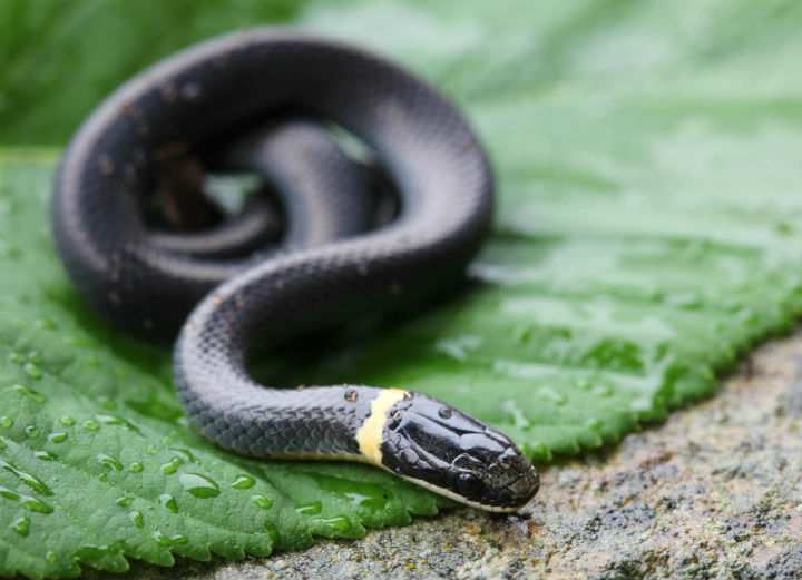 Ringneck Snake